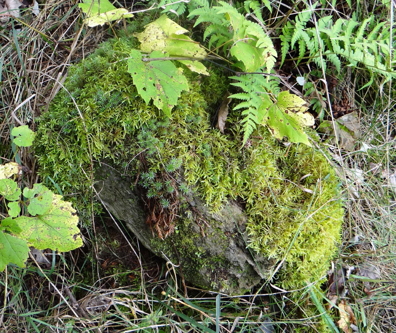 Pleurozium schreberi